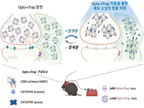 빛으로 뇌 기능, 행동, 감정을 자유롭게 조절한다 이미지