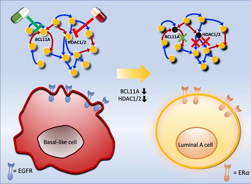 Connecting the Dots to Find New Treatments for Breast Cancer 이미지