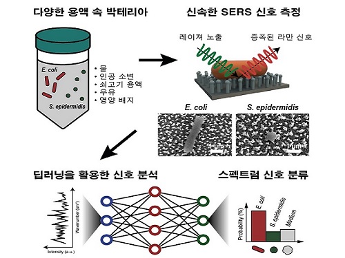 딥러닝을 응용한 신속한 박테리아 검출 방법 개발 이미지