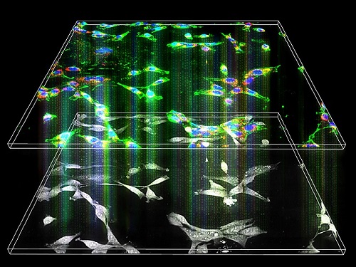 Label-Free Multiplexed Microtomography of Endogenous Subcellular Dynamics Using Deep Learning 이미지