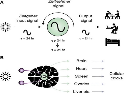 Scientist Discover How Circadian Rhythm Can Be Both Strong and Flexible 이미지