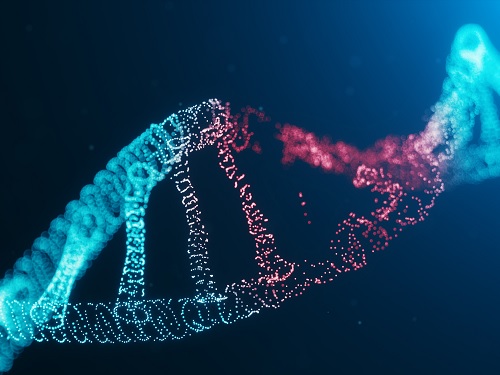 RNA 합성의 세 갈래 끝내기 제시 이미지