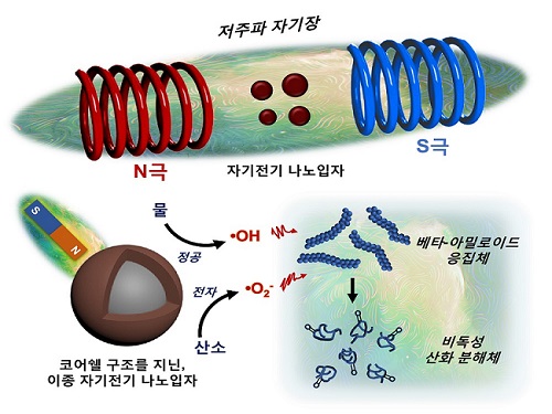 저주파 자기장 반응성 나노입자 개발해 알츠하이머 원인물질 분해 성공 이미지