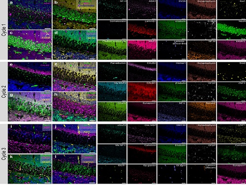 PICASSO Technique Drives Biological Molecules into Technicolor 이미지