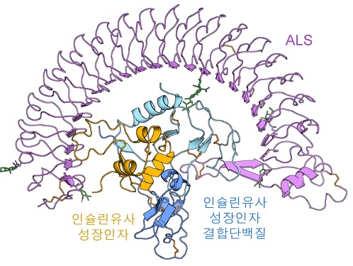 성장 조절하는 인슐린 유사성장 인자의 비밀을 밝히다 이미지