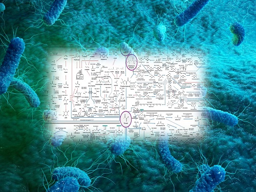 Interactive Map of Metabolical Synthesis of Chemicals 이미지