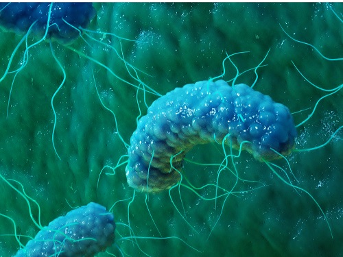 Phage resistant Escherichia coli strains developed to reduce fermentation failure 이미지