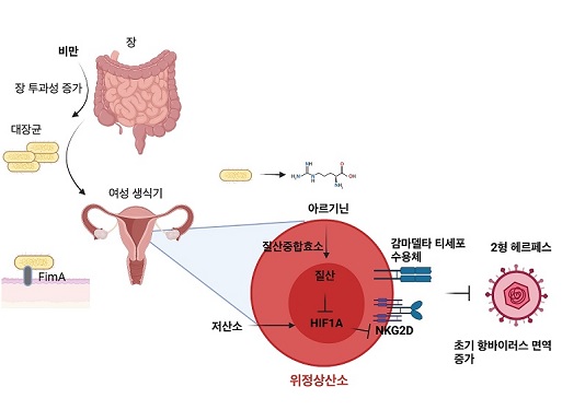 비만이 성병 헤르페스를 억제하는 메커니즘 규명 이미지