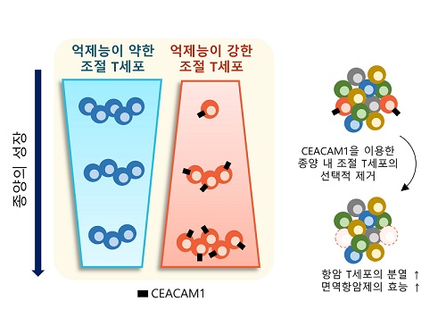 표적단백질 시캠1 발굴로 새로운 암 면역치료법 제시 이미지