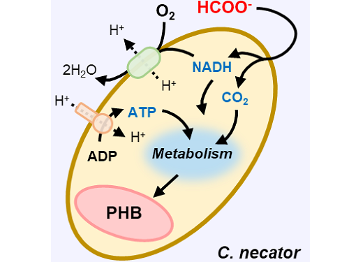 A biohybrid system to extract 20 times more bioplastic from CO2 developed by KAIST researchers 이미지