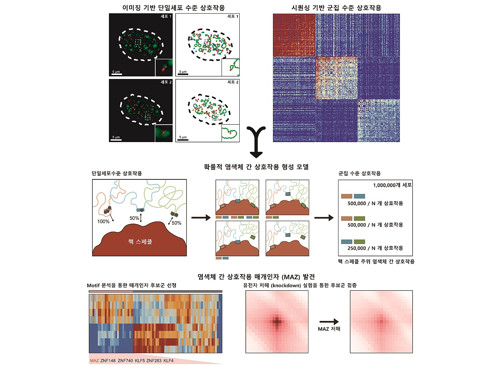 암, 노화 등에 미치는 게놈 3차 구조의 신규 원리 발견 이미지