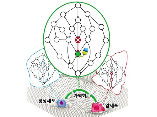 암세포를 정상세포로 되돌리는 치료원리 최초 규명 이미지