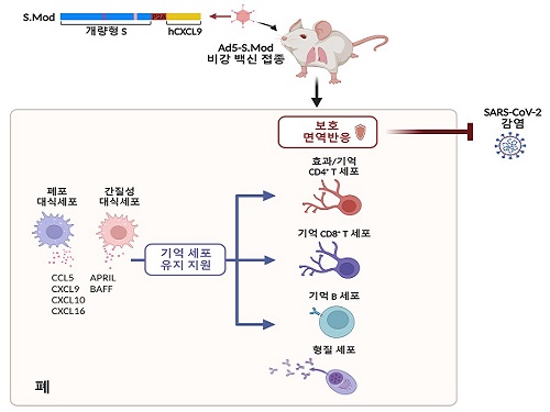 호흡기부터 강력 차단하는 코로나19 백신 개발 이미지