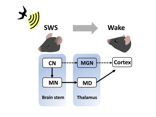 KAIST researchers discovers the neural circuit that reacts to alarm clock 이미지