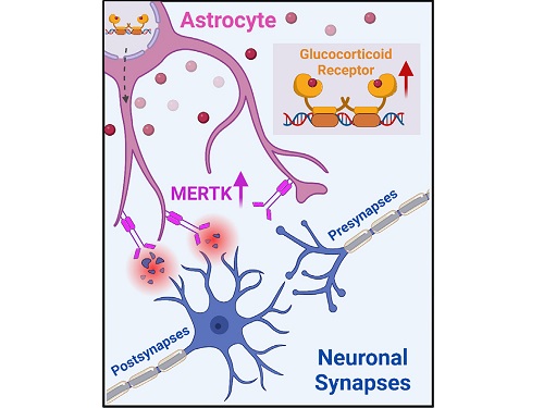 A KAIST research team identifies a cause of mental diseases induced by childhood abuse 이미지