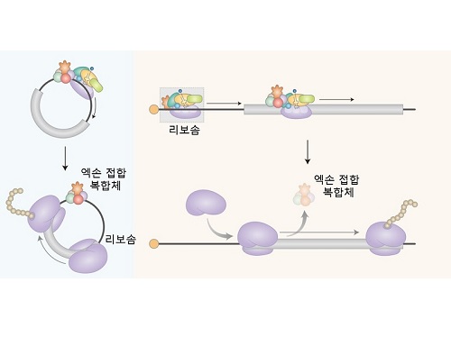 저용량 고효율 RNA백신 개발 가능해지다 이미지