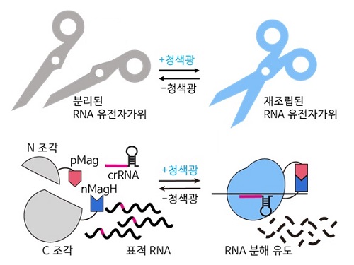 RNA 유전자 가위 정밀제어기술로 유전자 치료 성큼 이미지