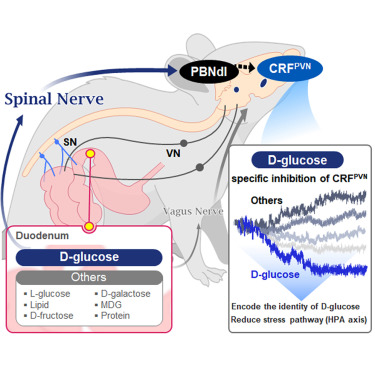 KAIST Shows That the Brain Can Distinguish Glucose: Clues to Treat Obesity and Diabetes 이미지
