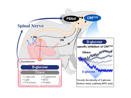 KAIST Shows That the Brain Can Distinguish Glucose: Clues to Treat Obesity and Diabetes 이미지