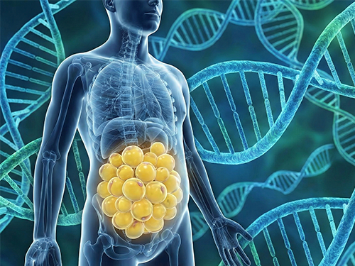 Discovery of a Switch to Halt Adipocyte Generation 이미지