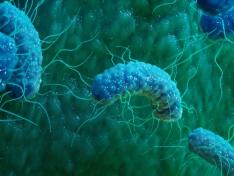 Phage resistant Escherichia coli strains developed to reduce fermentation failure 이미지