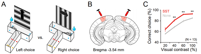 Figure 1. Effects of SST and cyclo-SST injections on the visual discrimination performance of mice.