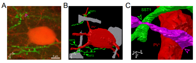 Figure 3. PV+ neurons receive perisomatic excitatory synaptic inputs that are innervated by axons of SST neurons.