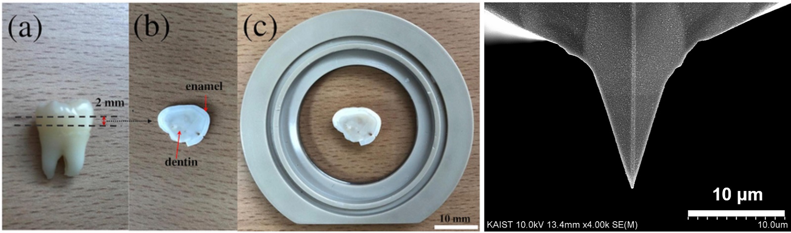 Figure 1. Tooth sample preparation process for atomic force microscopy (a, b, c), and an atomic force microscopy probe image (right).