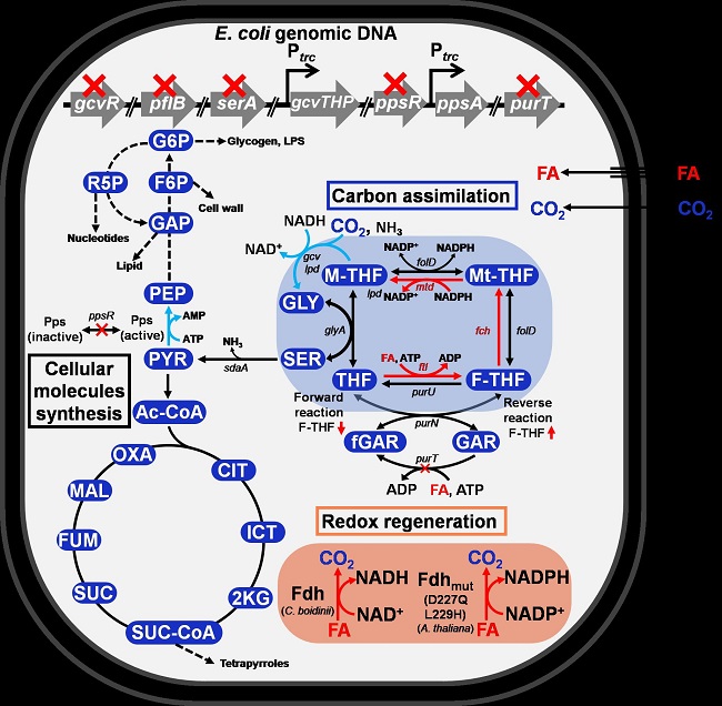 Figure: Metabolic engineering strategies and central metabolic pathways of the engineered E. coli strain that grows on CO2 and formic acid. Carbon assimilation and reducing power regeneration pathways are described. Engineering strategies and genetic modifications employed in the engineered strain are also described. Figure from Nature Microbiology.