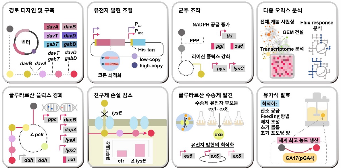 그림 1. 고농도의 글루타르산 생성능을 가지는 코리네박테리움 글루타미쿰의 제작을 위한 시스템 대사공학 전략