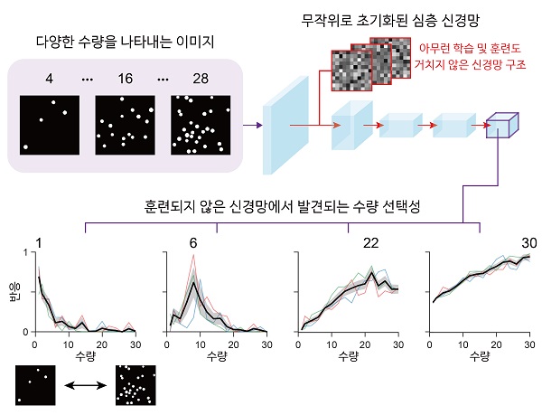 그림 3. 무작위로 초기화된 심층 신경망에서 자발적으로 발생하는 수량 선택적 신경망 유닛