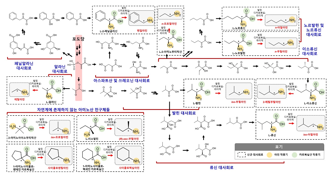 그림 1. 총 12가지 짧은 탄소길이의 일차 아민 생산을 위해 구축된 생합성 경로