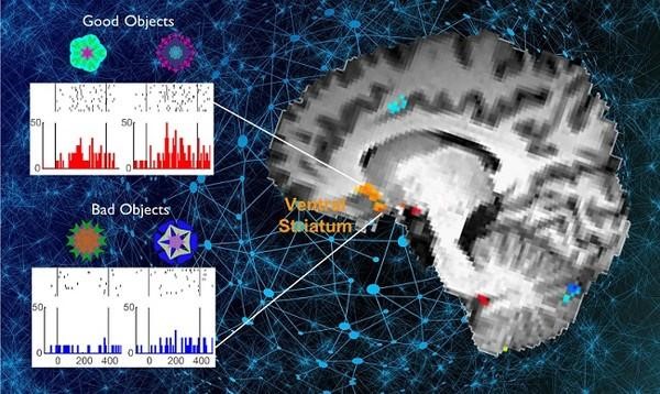 The ventral striatum shows increased responses to high-valued objects (good objects) after habitual seeking training.