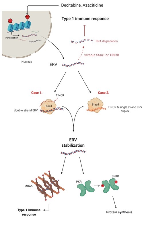 Schematic diagram of the molecular mechanism of decitabine. Differences in immune responses in the body according to the expression of Staufen1 and TINCR.