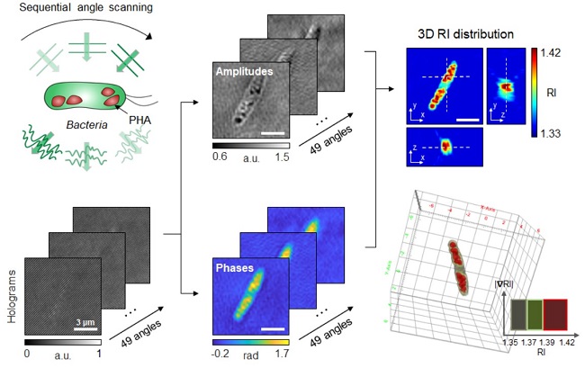 Figure: Schematic process of 3D optical diffraction tomography for the bacterial cell accumulating bioplastic polyhydroxyalkanoate (PHA). A cell sample is illuminated at multiple sequential illumination angles (Left, Top). From the raw holograms recorded at individual angles (Left, Bottom), quantitative amplitude and phase information (Middle) is retrieved and the 3D refractive index distribution (Right, Top) is reconstructed. The 3D rendering image of the sample is then obtained (Right, Bottom). 