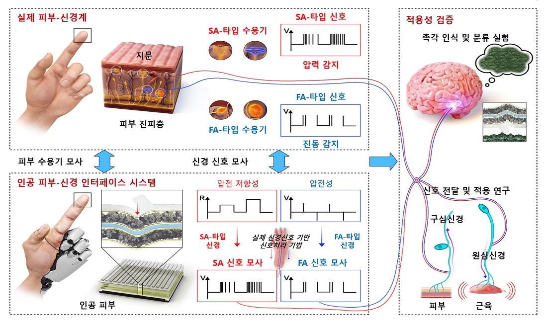 그림 1. 인간 피부-신경 모사형 인공 감각 인터페이스 시스템 개요