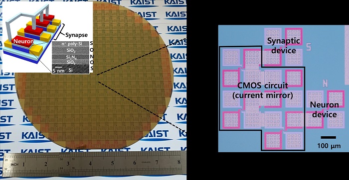 Single transistor neurons and synapses fabricated using a standard silicon CMOS process. They are co-integrated on the same 8-inch wafer.