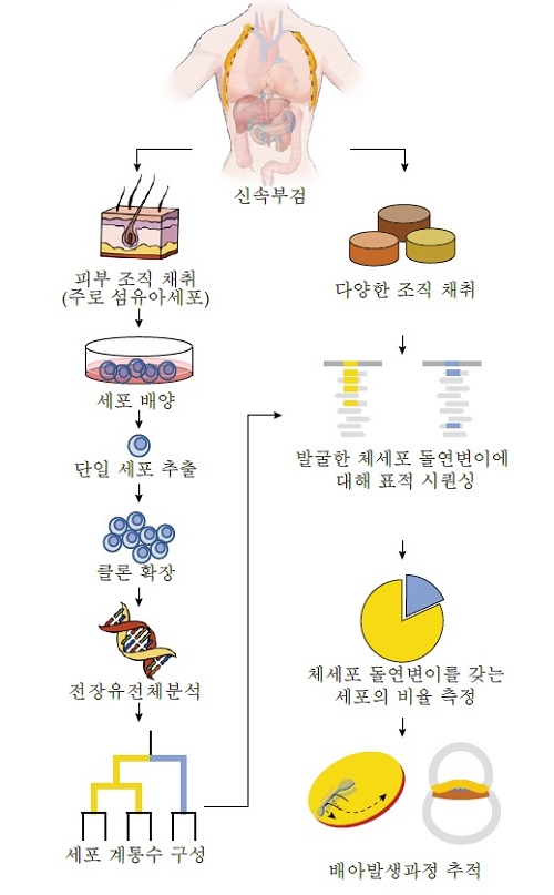 그림 1. 이번 연구의 연구방법 요약