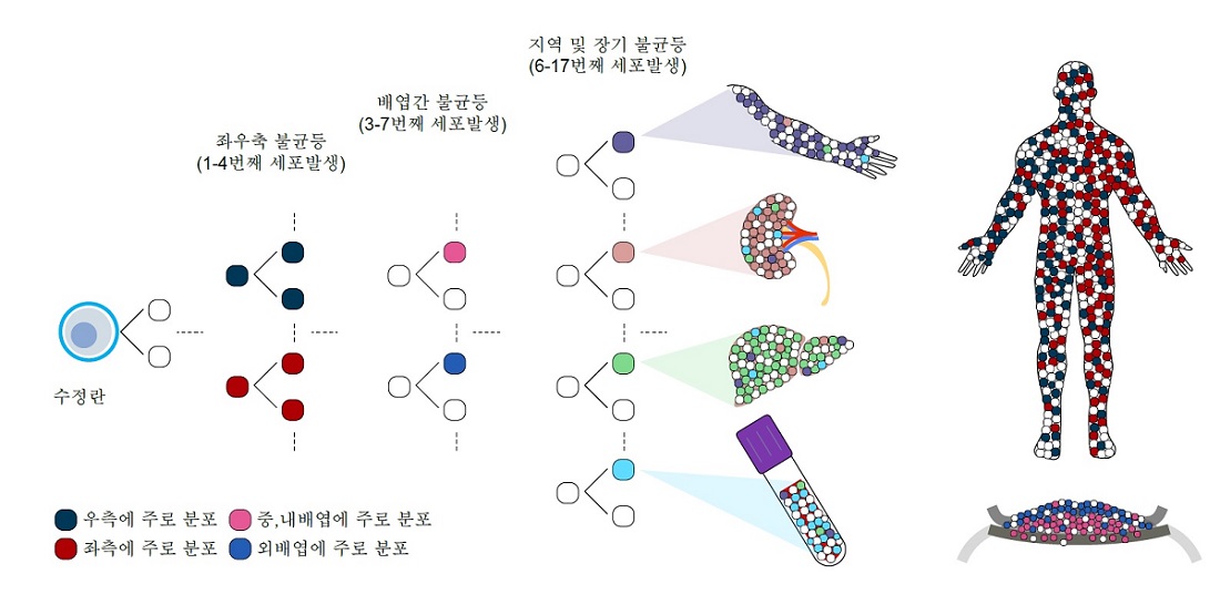 그림 2. 이번 연구로부터 관찰된 인간 배아 발생과정