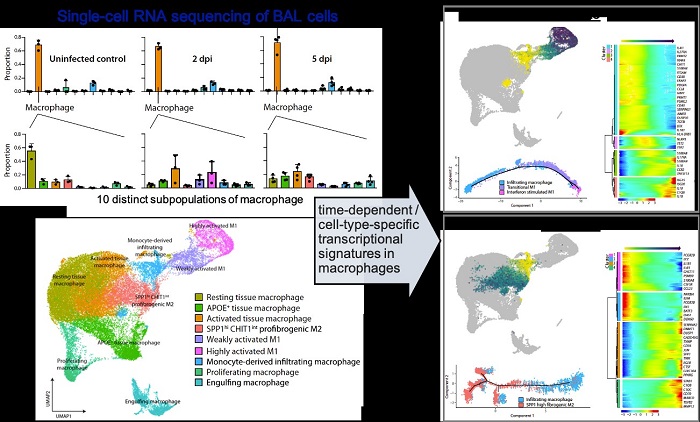 Identification of distinct macrophage subtypes that trigger lung damage during SARS-CoV-2 infection