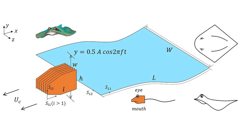 Schematic of the self-propelled flexible plate with eyes and mouth. Credit: Qi-an Mao