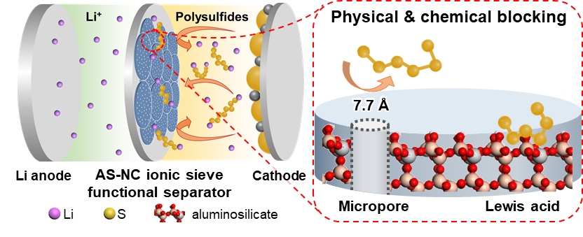 그림 2. 리튬-황 이차전지에서의 기능성 분리막으로서의 역할 모식도