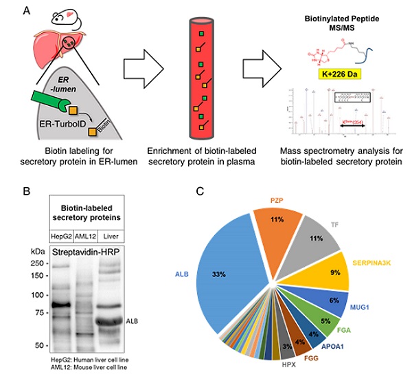 Figure 1. (A) Schematic illustration for the tracking and identification of tissue-specific secretory protein in live mice (B) Biotin-labeled secretory protein profiles in supernatants of hepatocyte cell lines, HepG2 and AML12, and mouse plasma (C) Composition of liver-derived secretory proteins in mouse plasma