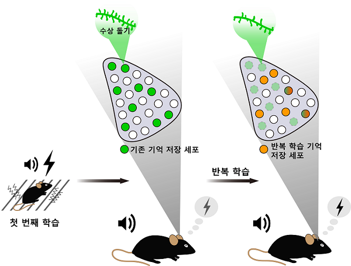 그림 1. 반복적인 소리 공포 조건화 학습으로 재배치되는 기억 엔그램