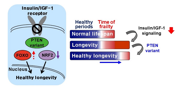 Schematic view of the research