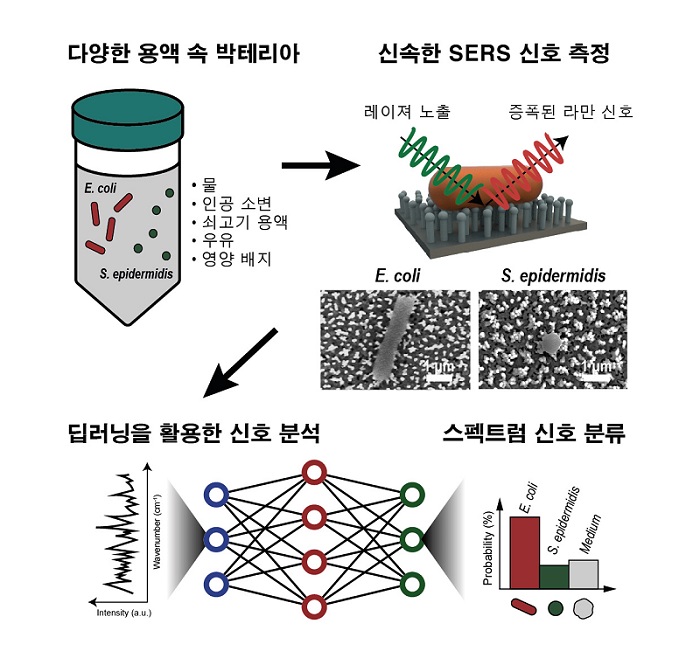 그림 1. 서식 환경으로부터의 분리 없이 박테리아의 증폭된 라만 신호 측정 절차