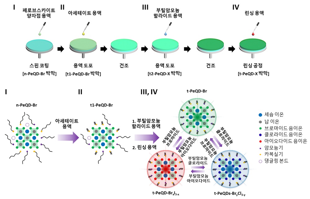  그림 1. 페로브스카이트 퀀텀닷의 리간드 교환과 할라이드 음이온 교환을 동시에 진행 시켜주는 올인원 공정의 공정모식도와 각각의 단계에 해당하는 페로브스카이트 퀀텀닷의 구성을 묘사한 모식도
