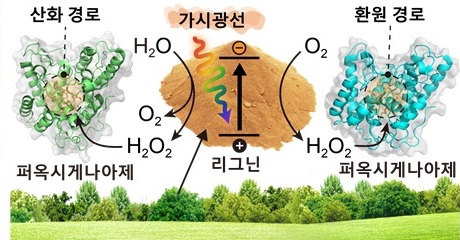 그림 1. 연구 모식도