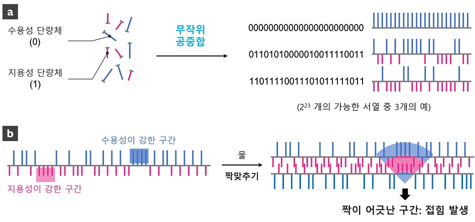 그림 1. 수용성 부분과 지용성 부분이 무작위로 배열된 고분자의 형성 과정과 가능한 서열의 예시