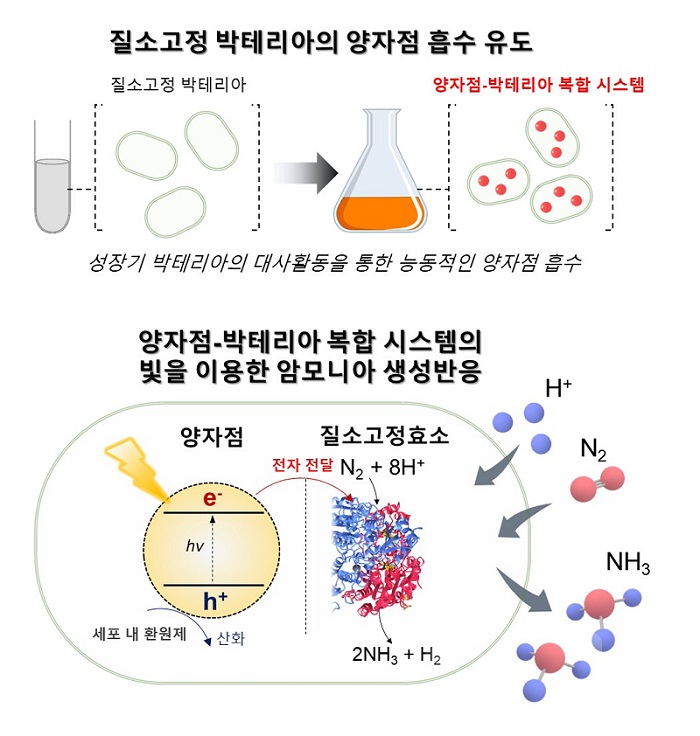 그림 1. 양자점-박테리아 복합 시스템 형성 및 빛을 이용한 암모니아 생성 반응